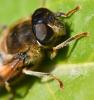 Eristalis pertinax